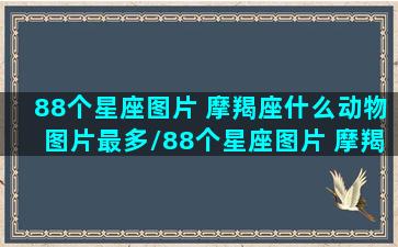 88个星座图片 摩羯座什么动物图片最多/88个星座图片 摩羯座什么动物图片最多-我的网站